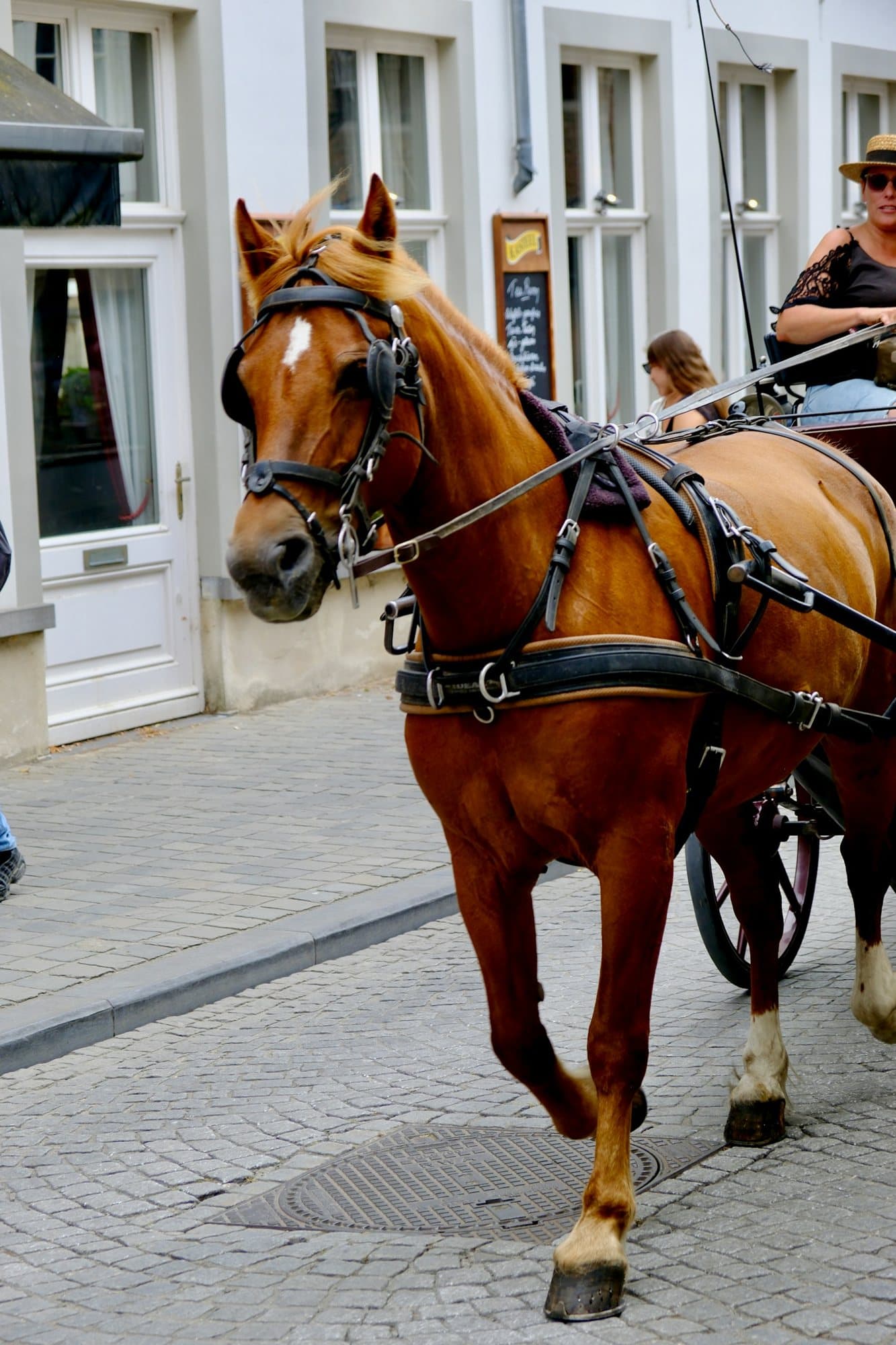 A chestnut carriage horse on a cobbled street